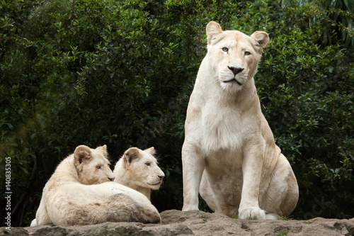 White lion (Panthera leo krugeri).