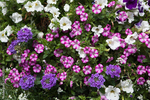 Obraz na płótnie Petunia flowers. Background texture. France. w salonie