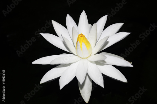 Fototapeta Naklejka Na Ścianę i Meble -  white water lily isolated on dark
