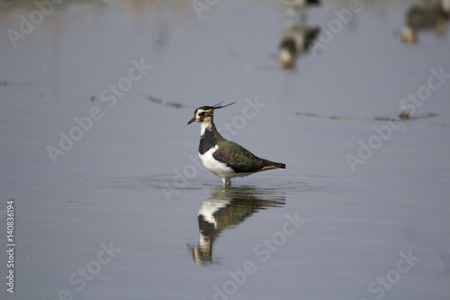 Northern lapwing photo