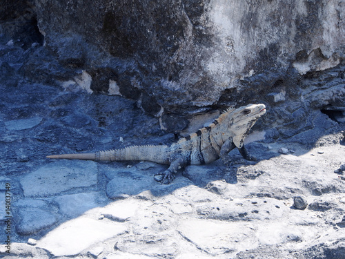 Iguana on rocks at Mayan Ruins