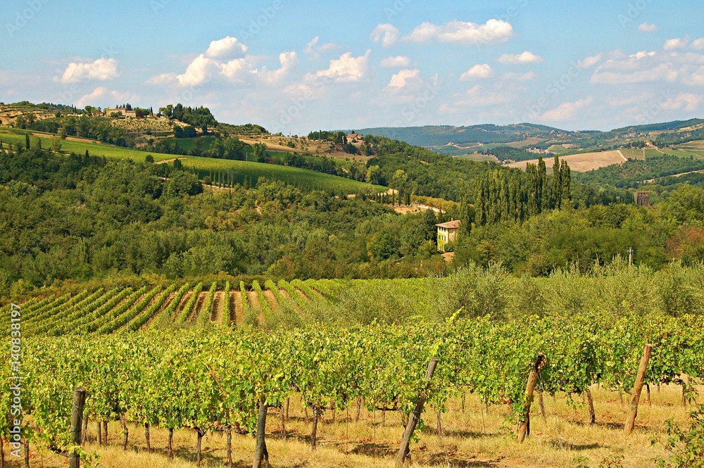 The amazing Tuscany from the most beautiful side. Grape vines in the countryside of the Tuscany. 