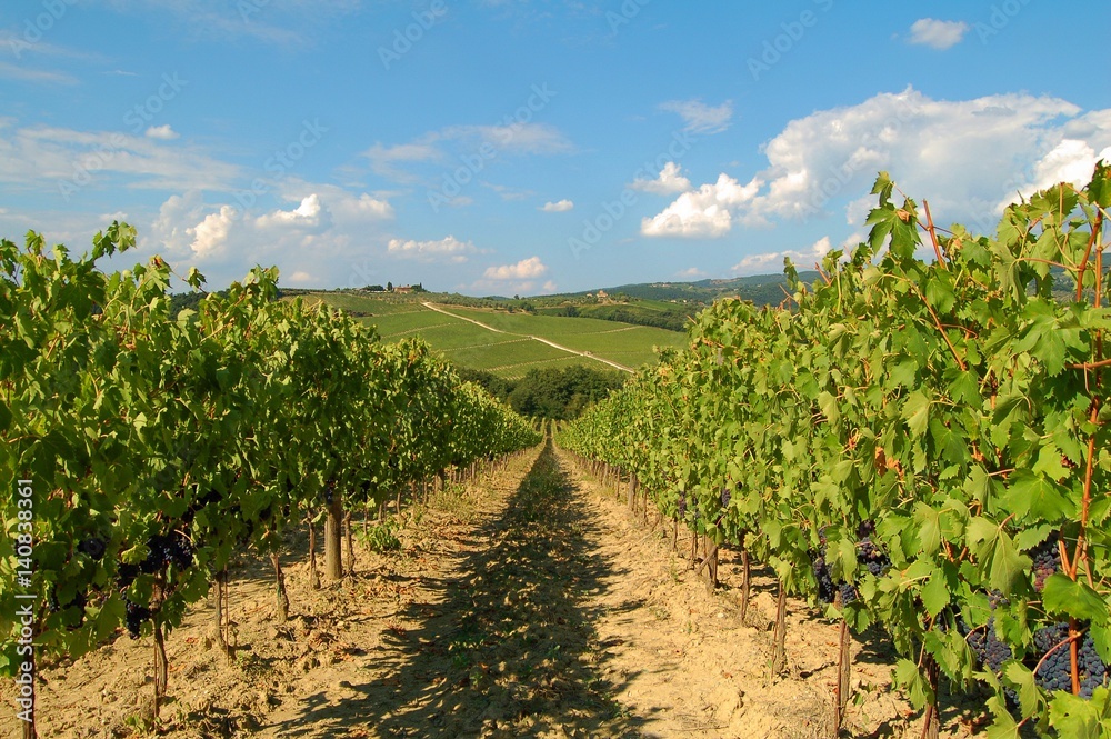  The rural Tuscany from the most beautiful side. Grape vines in the Tuscany. 