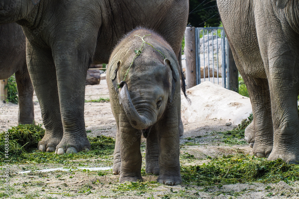 Obraz premium Asiatischer Elefant