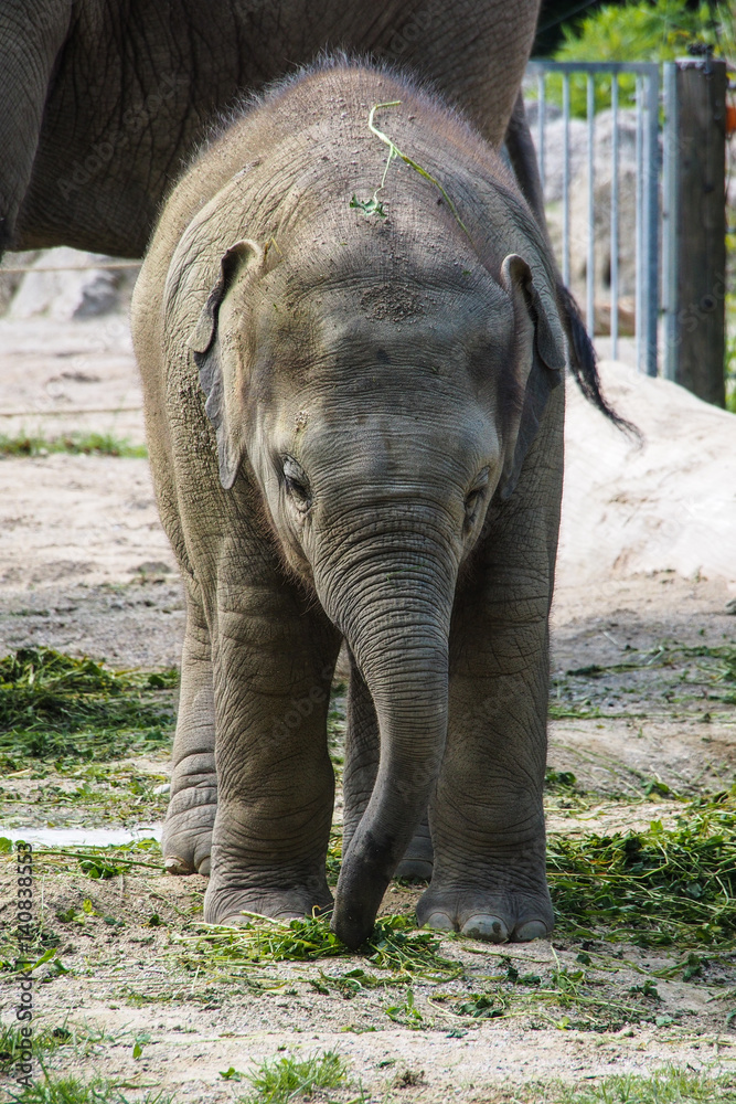 Obraz premium Asiatischer Elefant