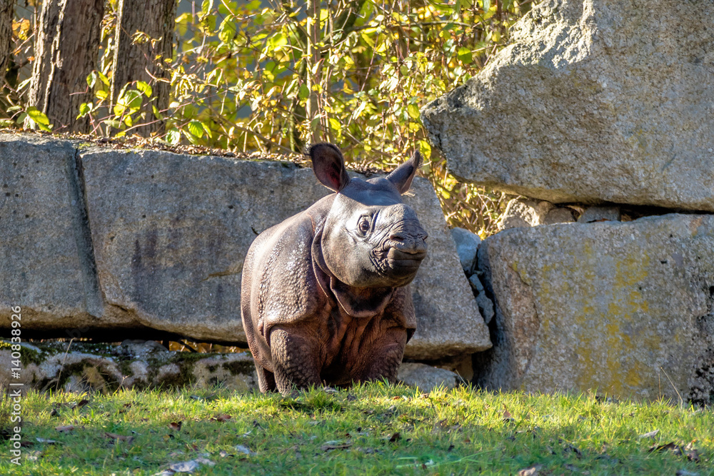 Nashorn - Rhinozeros - Indisches Panzernashorn Nashorn - Rhinozeros - Indisches Panzernashorn