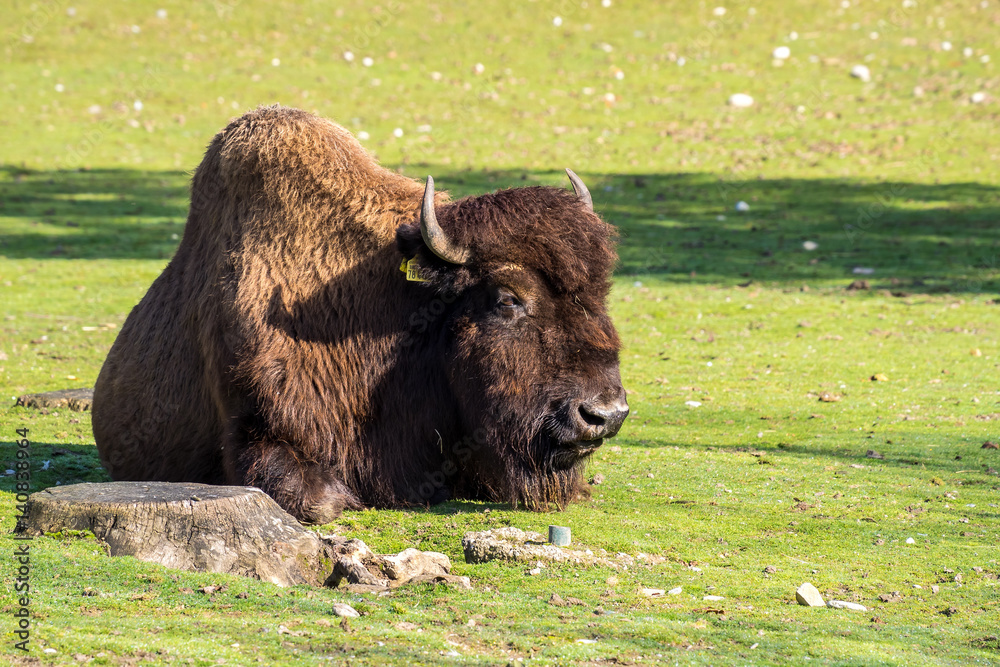 Waldbison - Bison bison athabascae