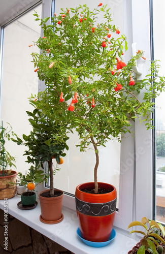 Plant grenades on the windowsill