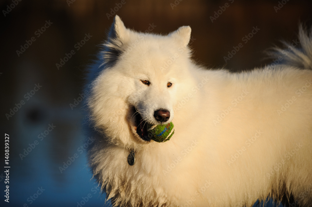 Samoyed dog holding ball against water