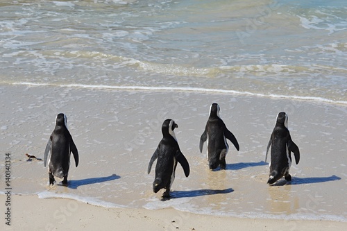 Penguins in the Boulders Bay near Cape Town