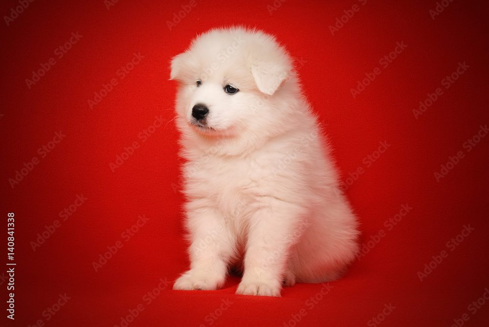 White Puppy of Samoyed Dog on Red Background.