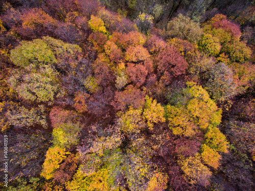 Top view of forest in autumn