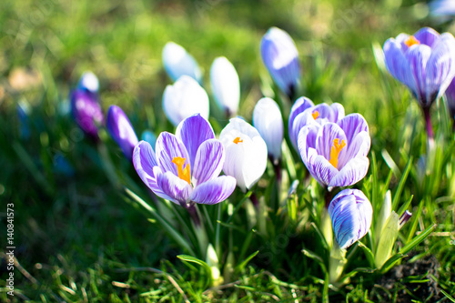 spring flowers in germany