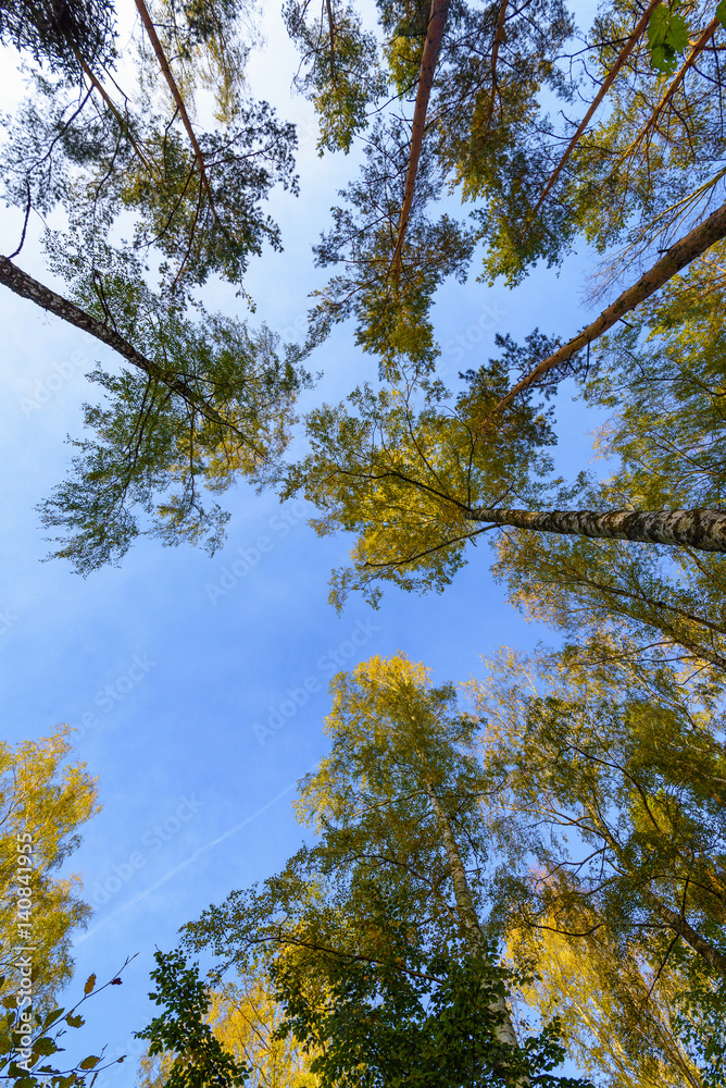 Obraz premium Tall trees forest viewed from below.