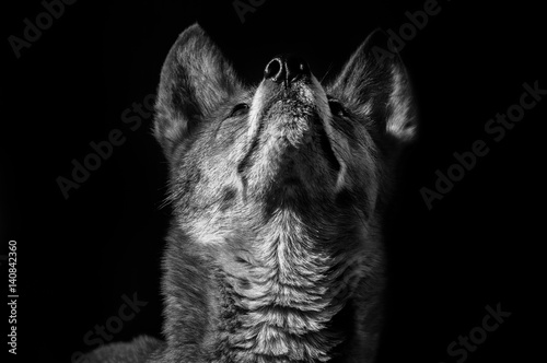 Dingo Porträt © noisefotografie