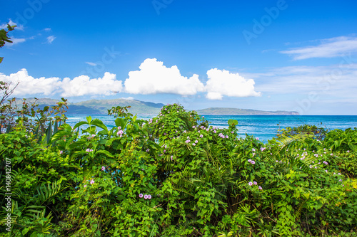 Dreamlike Caribbean landscape. Green plants on a background of turquoise sea and sky