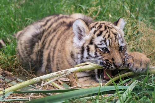 kleiner Amur Tigerspielt mit Gras photo