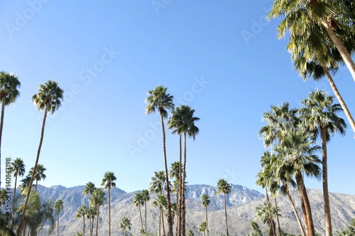 Palm trees in Palm Springs