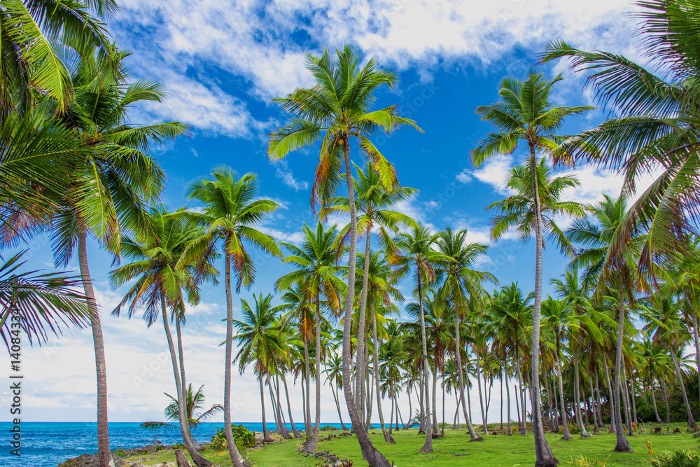 Group of palm trees on the green lawn near the ocean. Vacation concept. Samana, Dominican Republic