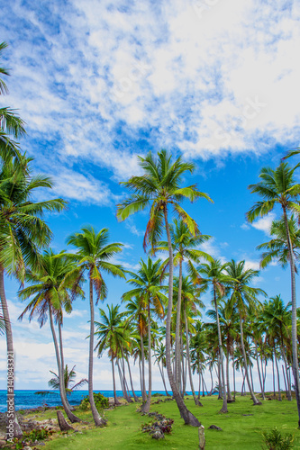 Group of palm trees on the green lawn near the ocean. Vacation concept. Samana  Dominican Republic