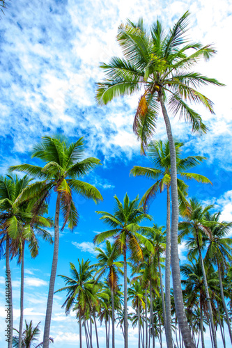 Group of palm trees on background of blue sky. Amazing palm trees view. Vacation concept. Samana, Dominican Republic