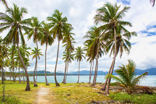 Path through a palm tree forest near caribbean sea. Las Galeras, Samana, Dominican republic
