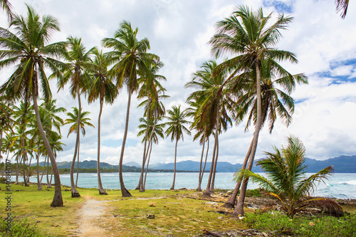 Path through a palm tree forest near caribbean sea. Las Galeras, Samana, Dominican republic © Sergey