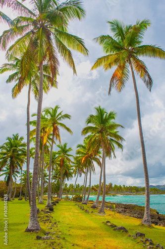 Path through a palm tree forest near caribbean sea. Las Galeras, Samana, Dominican republic © Sergey