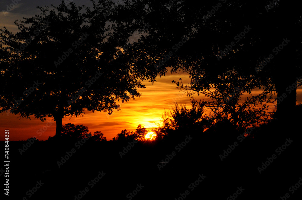 Glowing sunset and silhouette of trees Glowing sunset and silhouette of trees