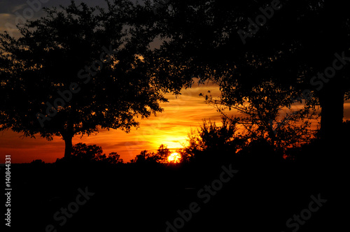 Glowing sunset and silhouette of trees