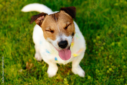 Happy dog with closed eyes and silly look stained with paint