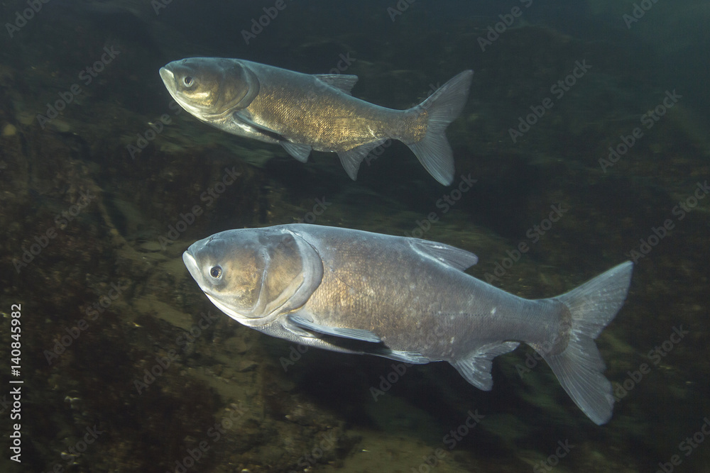 Freshwater fish Bighead Carp (Arisichthys nobilis) in the beautiful clean pound. Underwater shot in the lake. Wild life animal. Marmorkarpfen in the nature habitat with nice background. Freshwater fish Bighead Carp (Arisichthys nobilis) in the beautiful clean pound. Underwater shot in the lake. Wild life animal. Marmorkarpfen in the nature habitat with nice background.