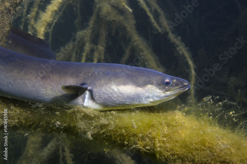 Eel fish (anguilla anguilla) in the beautiful clean river. Underwater shot in the river. Wild life animal. Eel in the nature habitat with nice background.