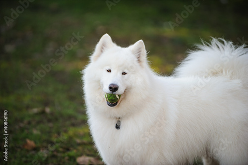 Samoyed dog holding ball standing on grass
