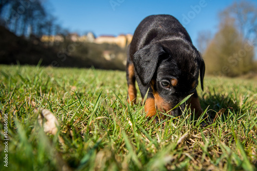 Schwarzbrauner Hundewelpe schnüffelt auf einer Wiese photo