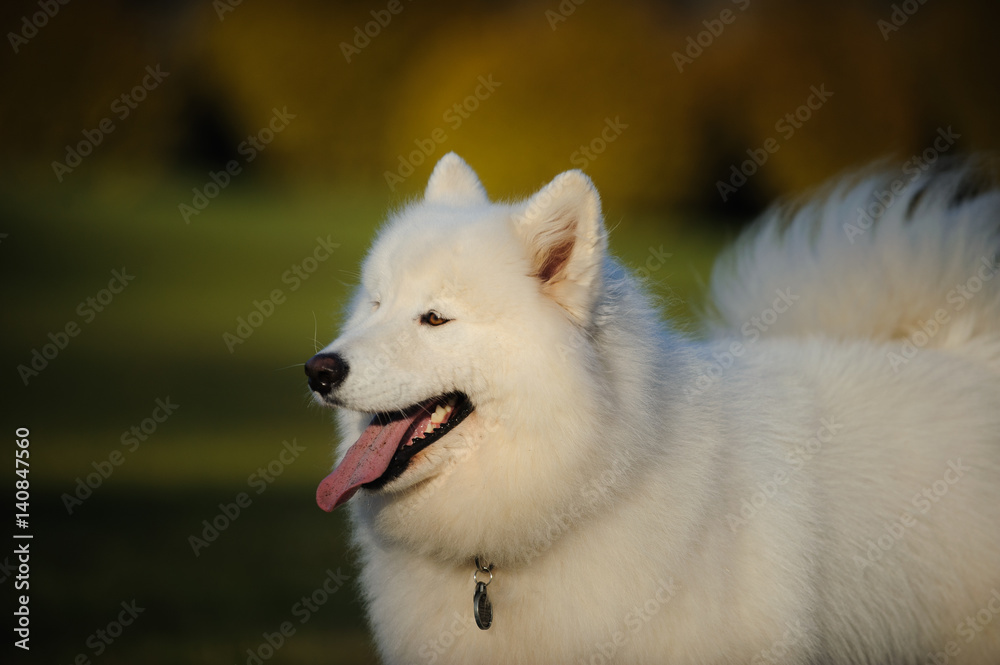 Samoyed dog portrait 