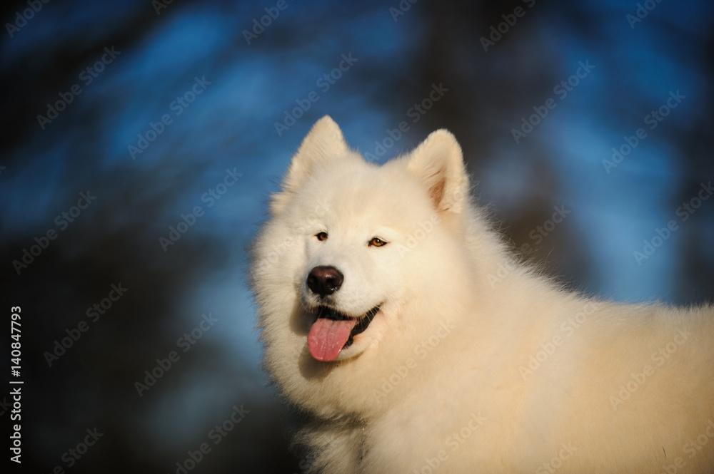 Samoyed dog portrait against sky and branches