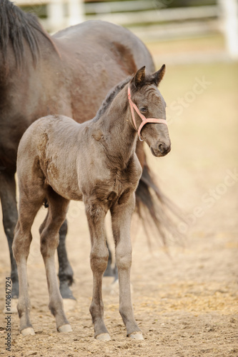 Brown foal standing next to filly in corral