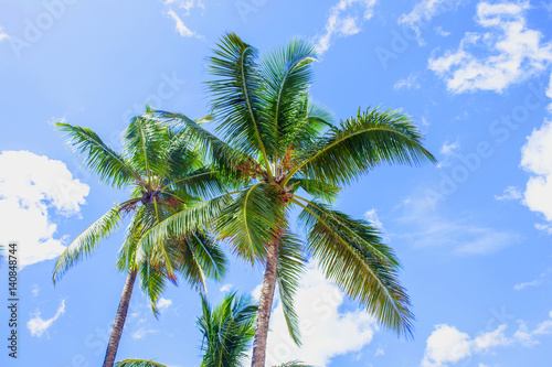 Amazing nature view. Palm trees on bright blue sky background.
