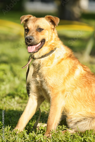 Cute brown dog with a green grass background. photo