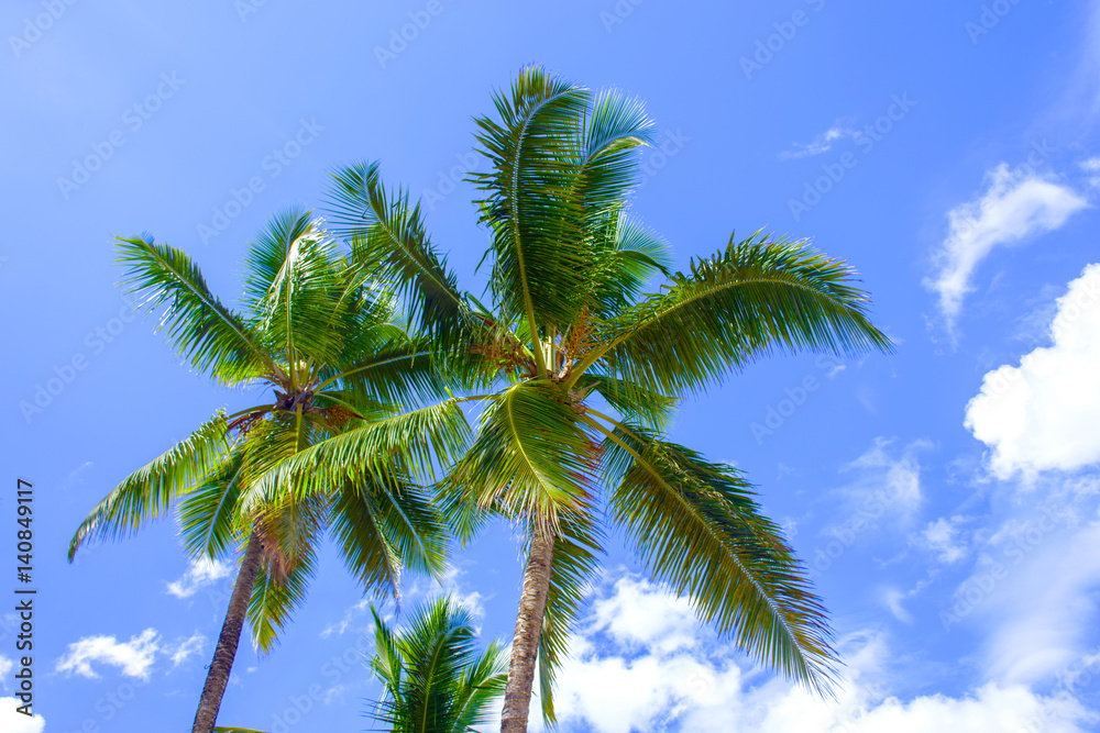 Tropical landscape. Bottom view of the palm trees on background of bright blue sky
