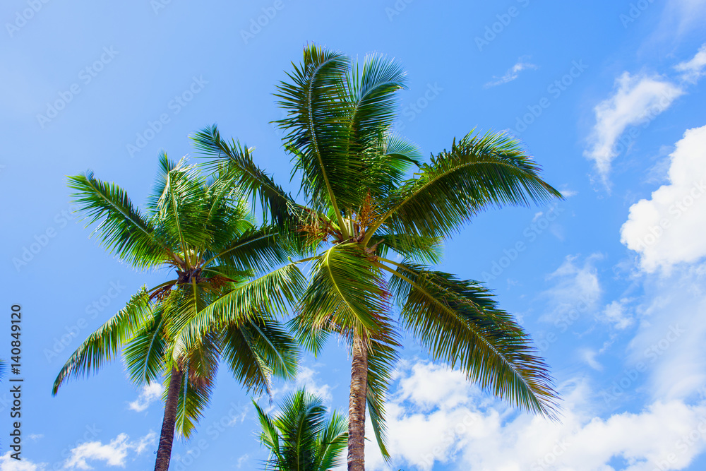 Tropical landscape. Bottom view of the palm trees on background of bright blue sky