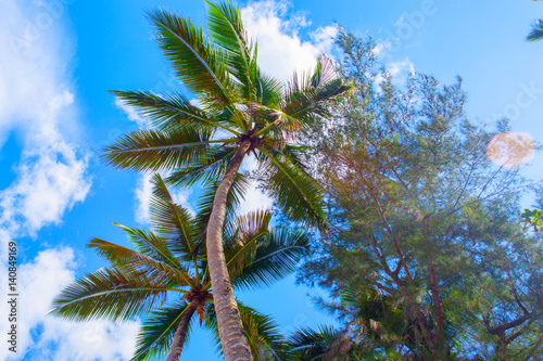 Tropical landscape. Bottom view of the palm trees on background of bright blue sky