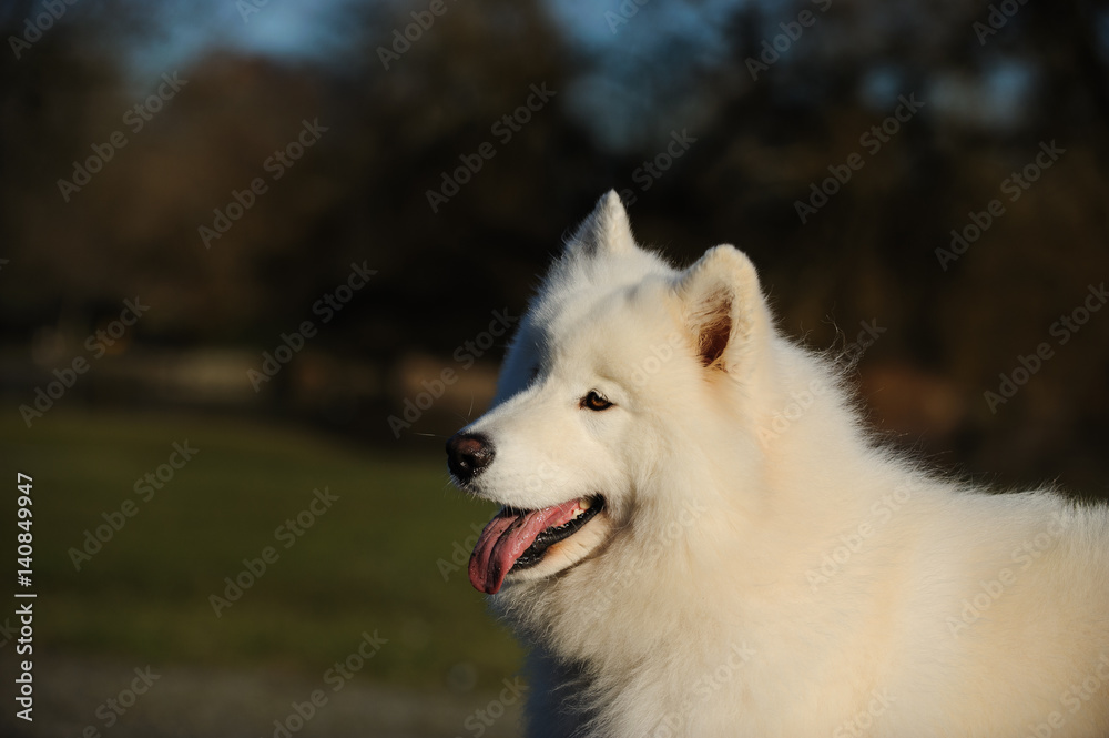 Samoyed dog portrait at park
