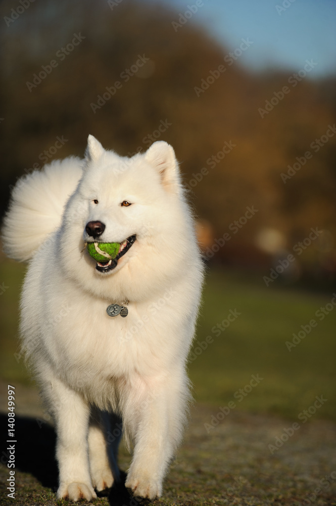Samoyed dog walking in park with tennis ball