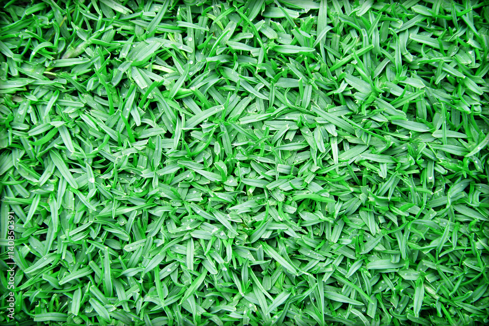 Beautiful green grass texture Beautiful green grass texture