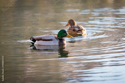 Duck Profile