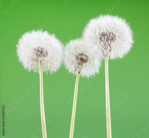 Dandelion on blank green background  beautiful flower  nature and spring concept.