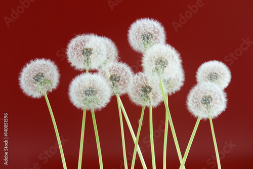 Dandelion flower on red color background, group objects on blank space backdrop, nature and spring season concept.