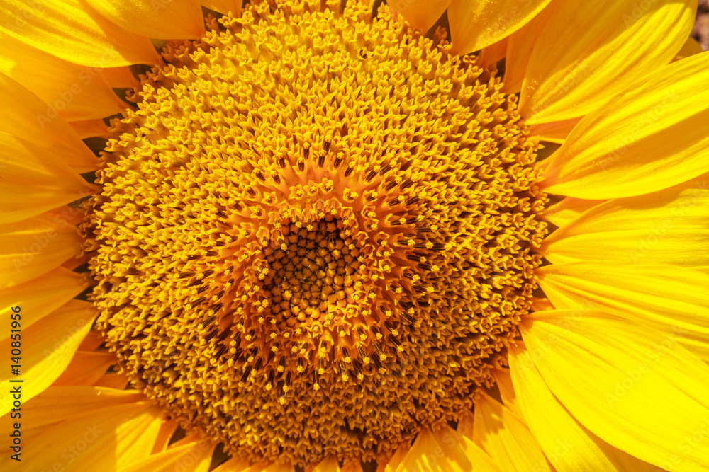 Naklejka premium Flower of sunflower